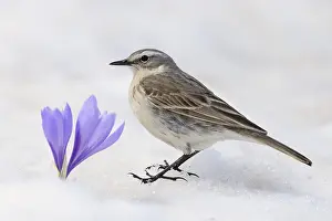 Wasser piprit, Anthus spinoletta