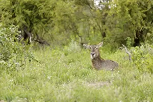 Agami Bild eines Wasserbüffels, Kobus ellipsiprymnus Wasserbok liegt im Gras, Wasserbuck liegt auf dem Rasen
