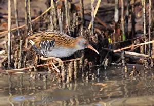 Water Rail Drucke: Waterral
