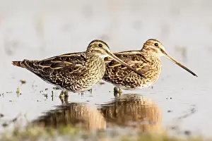 Common Snipe Drucke: Watersnip, Common Snipe