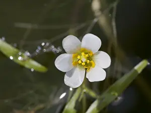 Flowering Water Plants Drucke: Waterwaaier, Cabomba