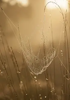 Web in Morgennebel; Spinnennetz