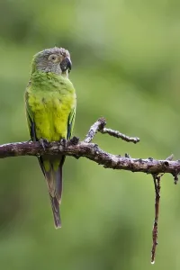 Tropical Parrot Drucke: Wedells Aratinga, Wedells Aratinga, Aratinga weddellii