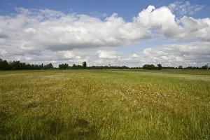 Weeribben