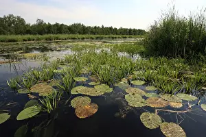 Weerribben