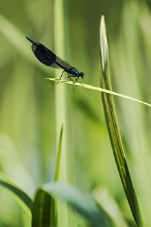 Male Dragonfly Drucke: Weidebeekjuffer