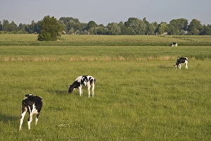 Bilder Datiert 23. Juni 2008: Weiland, Meadow