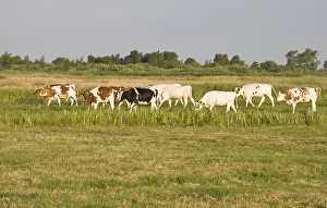 Bilder Datiert 23. Juni 2008: Weiland, Meadow
