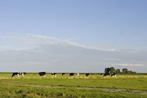 Bilder Datiert 2. Juli 2007: Weiland, Meadow