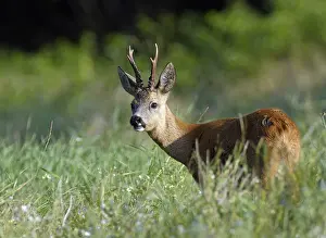 Bilder Datiert 19. August 2012: Westerheide