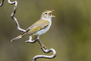 Bilder Datiert 5. Mai 2020: Westlicher Bonelli-Zürgler, Phylloscopus bonelli