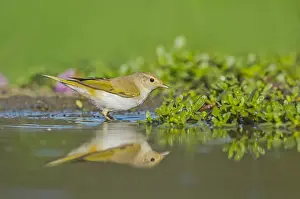 Bilder Datiert 28. August 2015: Westlicher Bonelli-Zaunkönig, Phylloscopus bonelli