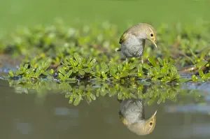 Bilder Datiert 28. August 2015: Westlicher Bonelli-Zaunkönig, Phylloscopus bonelli