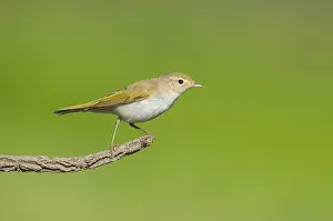 Bilder Datiert 28. August 2015: Westlicher Bonelli-Zaunkönig, Phylloscopus bonelli
