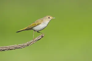 Bilder Datiert 28. August 2015: Westlicher Bonelli-Sänger, Phylloscopus bonelli.