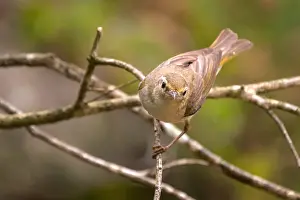 Bilder Datiert 17. Juni 2021: Westlicher Bonelli-Zürgler, Phylloscopus bonelli
