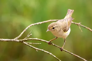 Bilder Datiert 17. Juni 2021: Westlicher Bonelli-Sänger, Phylloscopus bonelli