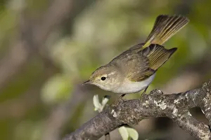 Bilder Datiert 28. Mai 2021: Westlicher Bonelli's Zaunkönig, Phylloscopus bonelli