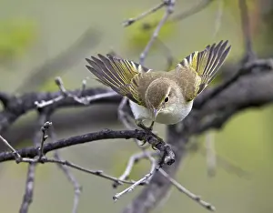 Wildlife In Spain Drucke: Western Bonelli's Warbler, Phylloscopus bonelli