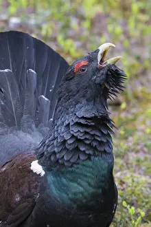 Birdwatching In Europe Drucke: Western Capercaillie