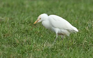 Februar Drucke: Westlicher Streifengänserich, Bubulcus ibis