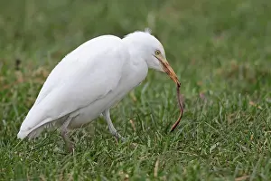 Green Meadow Wildlife Scene Drucke: Western Cattle Egret, Bubulcus ibis