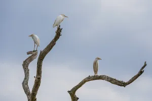 Botswana Wildlife Images Drucke: Western cattle egrets, Bubulcus ibis
