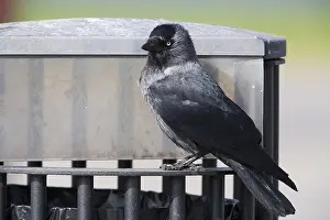 Close Up Bird Images Drucke: Western Jackdaw