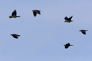 Western Jackdaw Drucke: Western Jackdaw