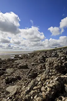European Coastline Views Drucke: Westerschelde