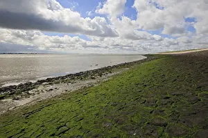 Westerschelde