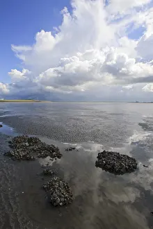 Westerschelde