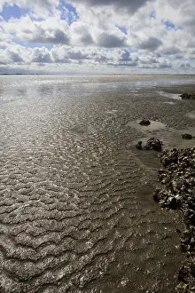 Dutch Coastline Scenery Drucke: Westerschelde