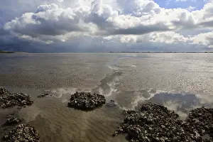 Dutch Coastline Landscape Drucke: Westerschelde