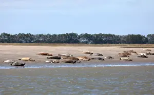 Bilder Datiert 21. August 2020: Westerschelde, Gemeine Seehunde.