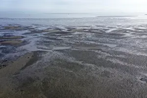 Low Tide Coastal Scenery Drucke: Westerschelde, low tide