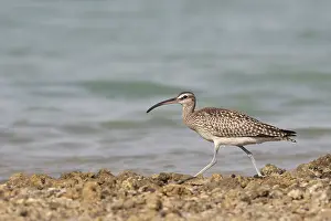 Nature Outdoor Photography Drucke: Whimbrel, Numenius phaeopus