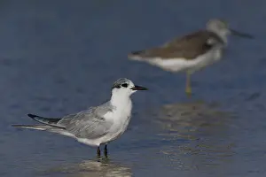 Whiskered Tern Species Drucke: Whiskered Tern
