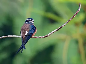 Bartige Baumsegler, Hemiprocne comata