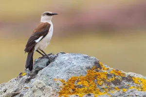 Birdwatching In Peru Drucke: White-bellied Cinclodes