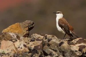 South American Bird Life Drucke: White-bellied Cinclodes