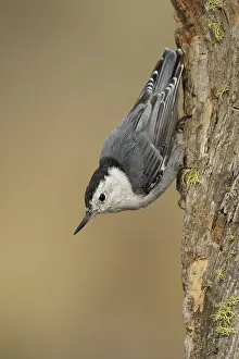 Oregon Nature Photography Drucke: White-breasted Nuthatch