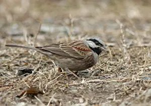 Asian Songbird Drucke: White-capped Bunting
