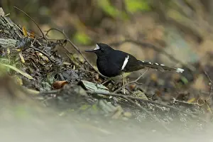 Bird Photography Asia Drucke: White-crowned Forktail, Enicurus leschenaulti