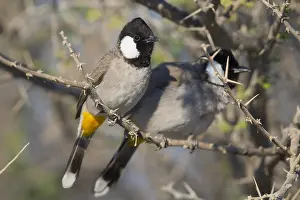 Passeriformes Bird Species Drucke: White-eared Bulbul