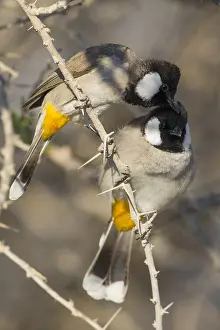 Weißschwanzbulbul