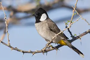 Passeriformes Bird Species Drucke: White-eared Bulbul