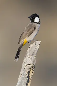 Middle East Wildlife Drucke: White-eared Bulbul