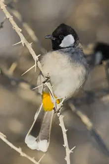 Middle East Wildlife Drucke: White-eared Bulbul