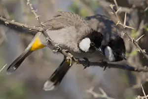 Passeriformes Bird Species Drucke: White-eared Bulbul